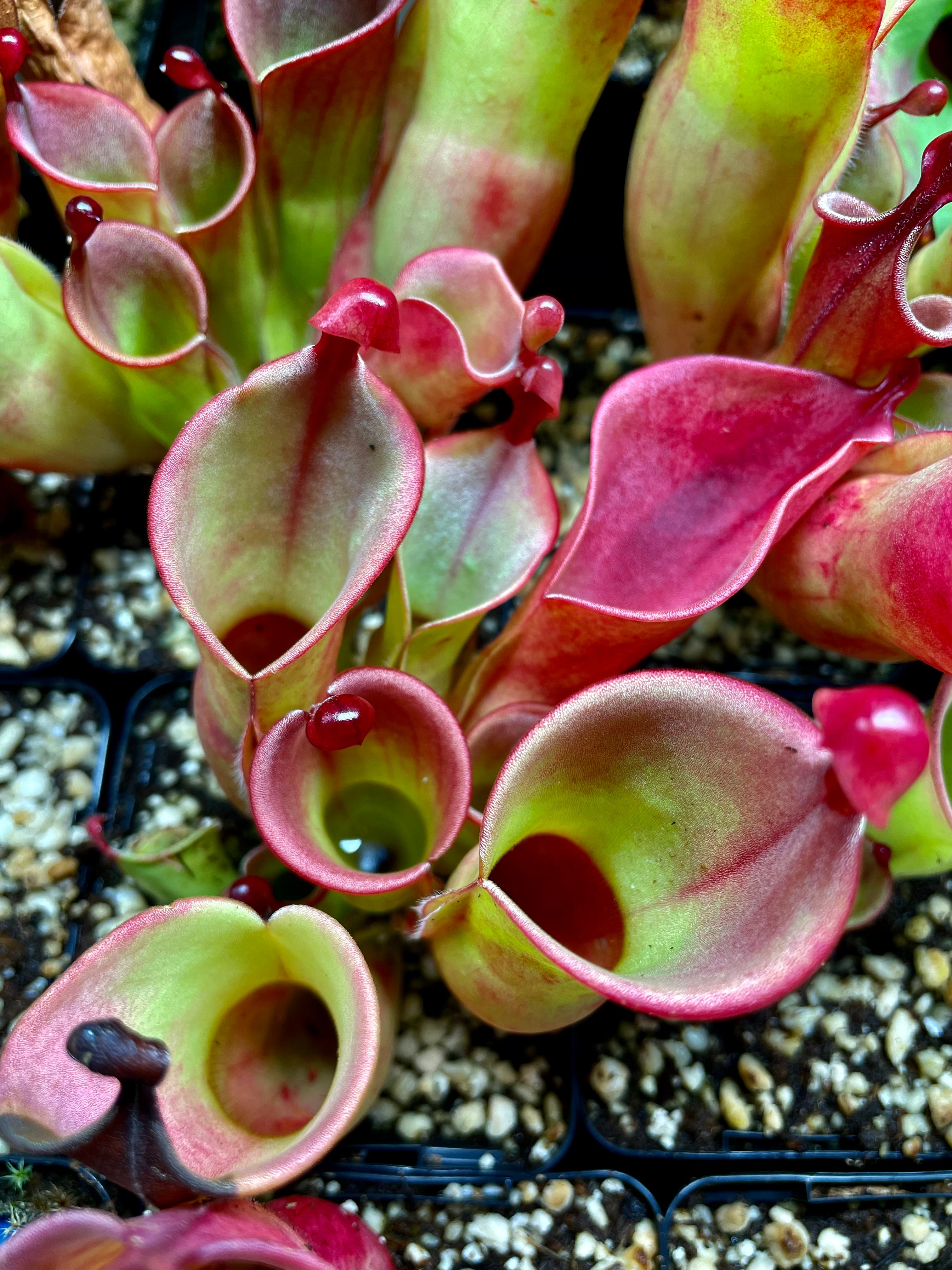 Heliamphora minor x heterodoxa HXX-1