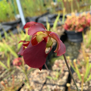 Sarracenia rubra subsp. jonesii - Etowah, Henderson Co., N. Carolina