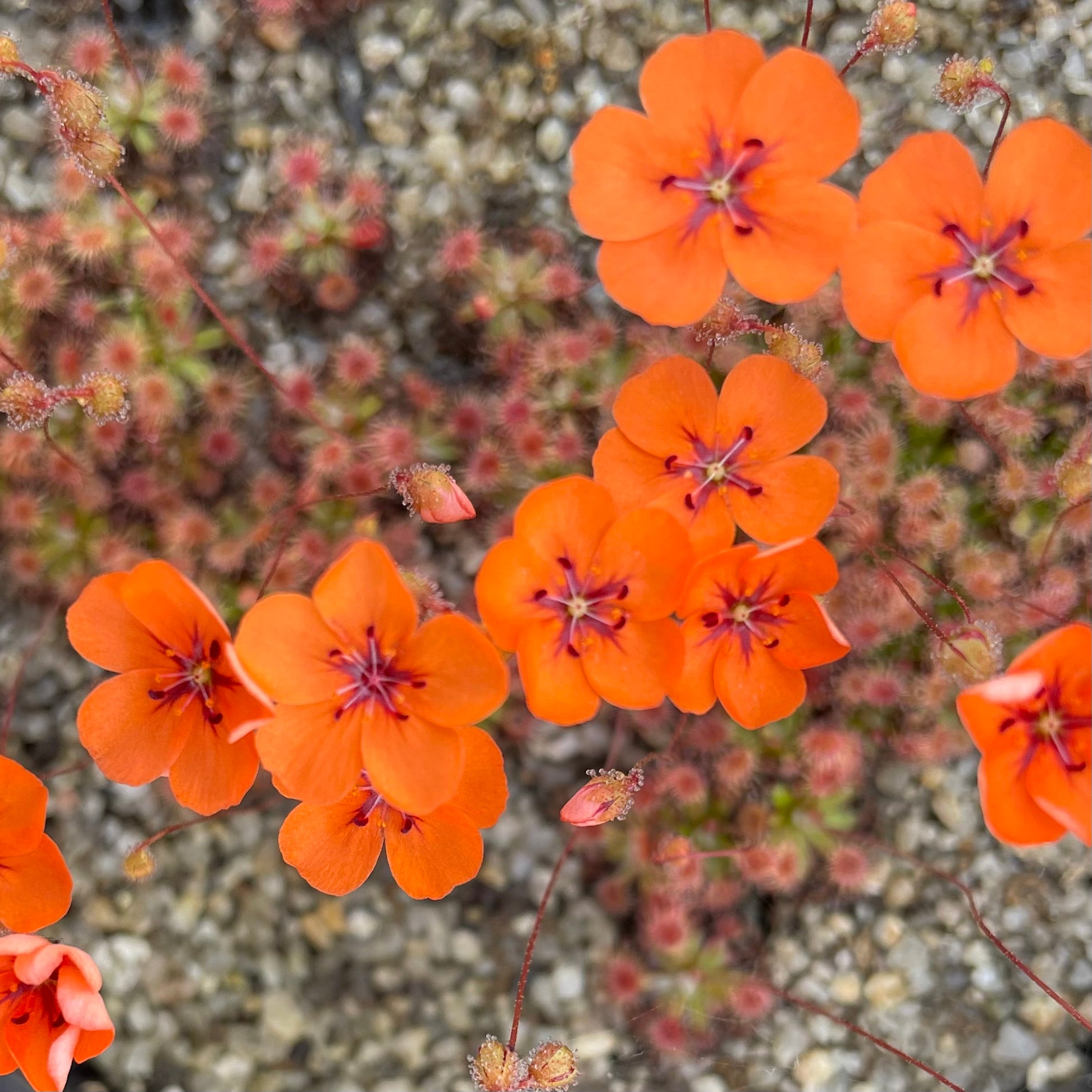 Drosera pulchella