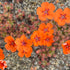 Drosera pulchella