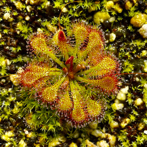 Drosera spatulata - Asia/Australia