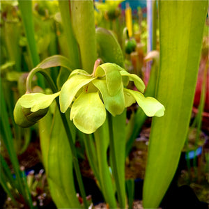 Sarracenia minor var. okeefenokeensis – Specimen Sized Plant