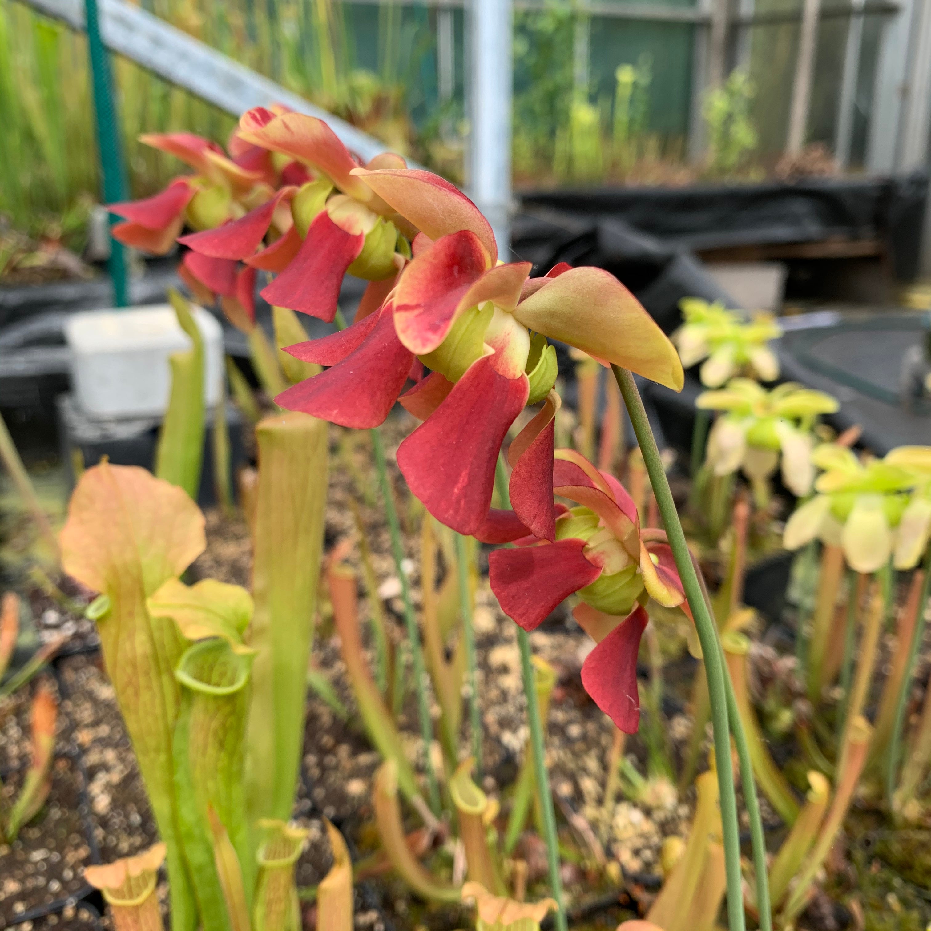 Sarracenia rubra subsp. wherryi – Short, Deer Park, Washington Co., Alabama