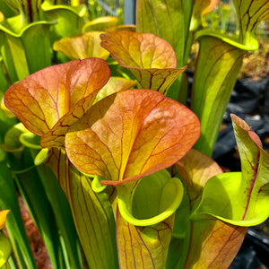 Sarracenia flava cv. ‘Maxima’ – Giant ‘selfed’ plant with copper top