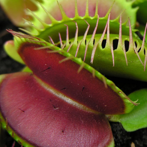 DIONAEA MUSCIPULA