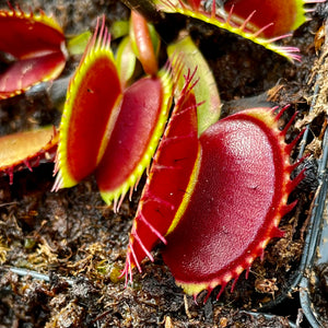 Dionaea muscipula - 'Australian Red Rosette'