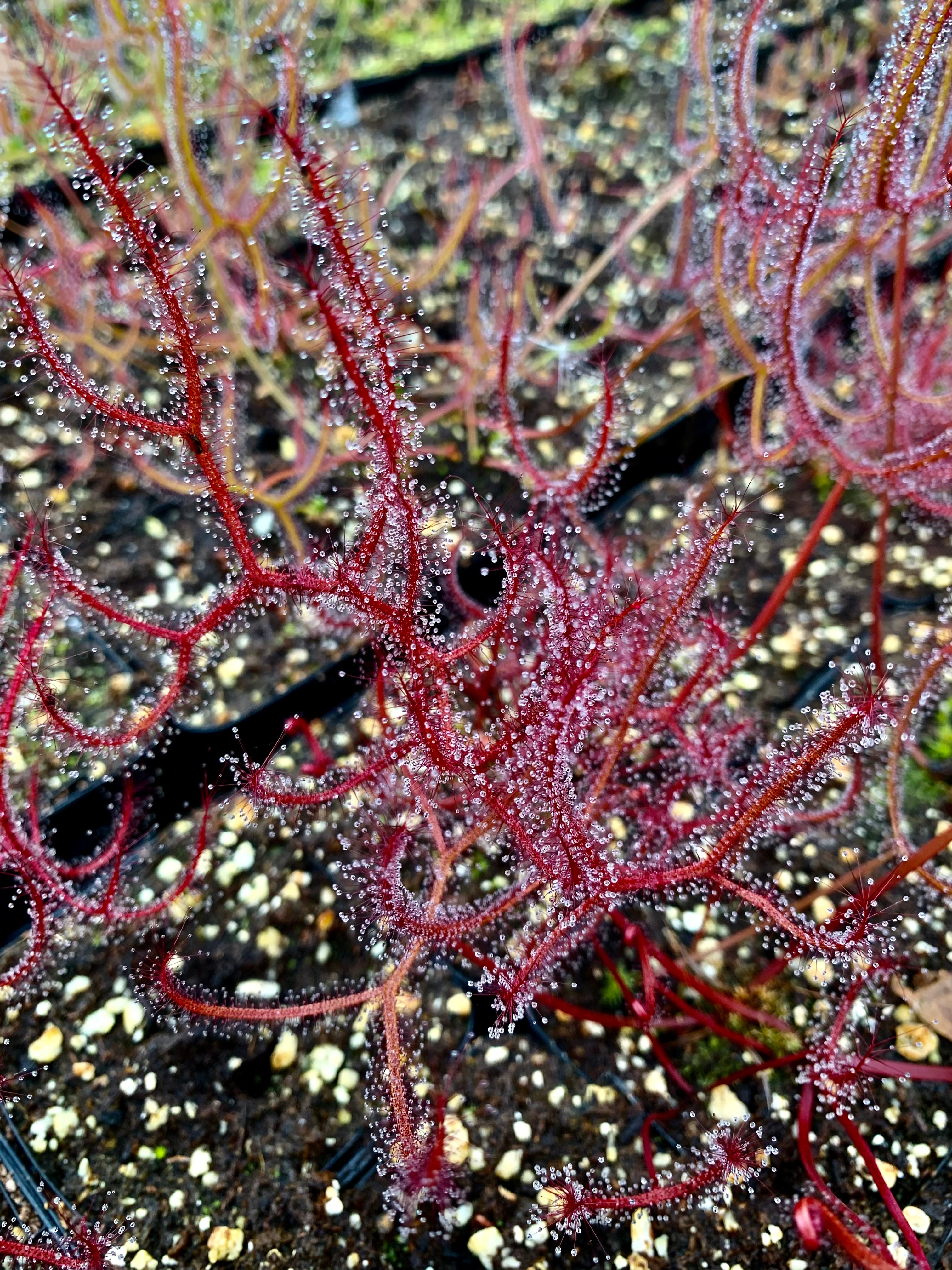 Drosera binata var. multifida f. extrema - Stradbroke Island, QLD DBI-7