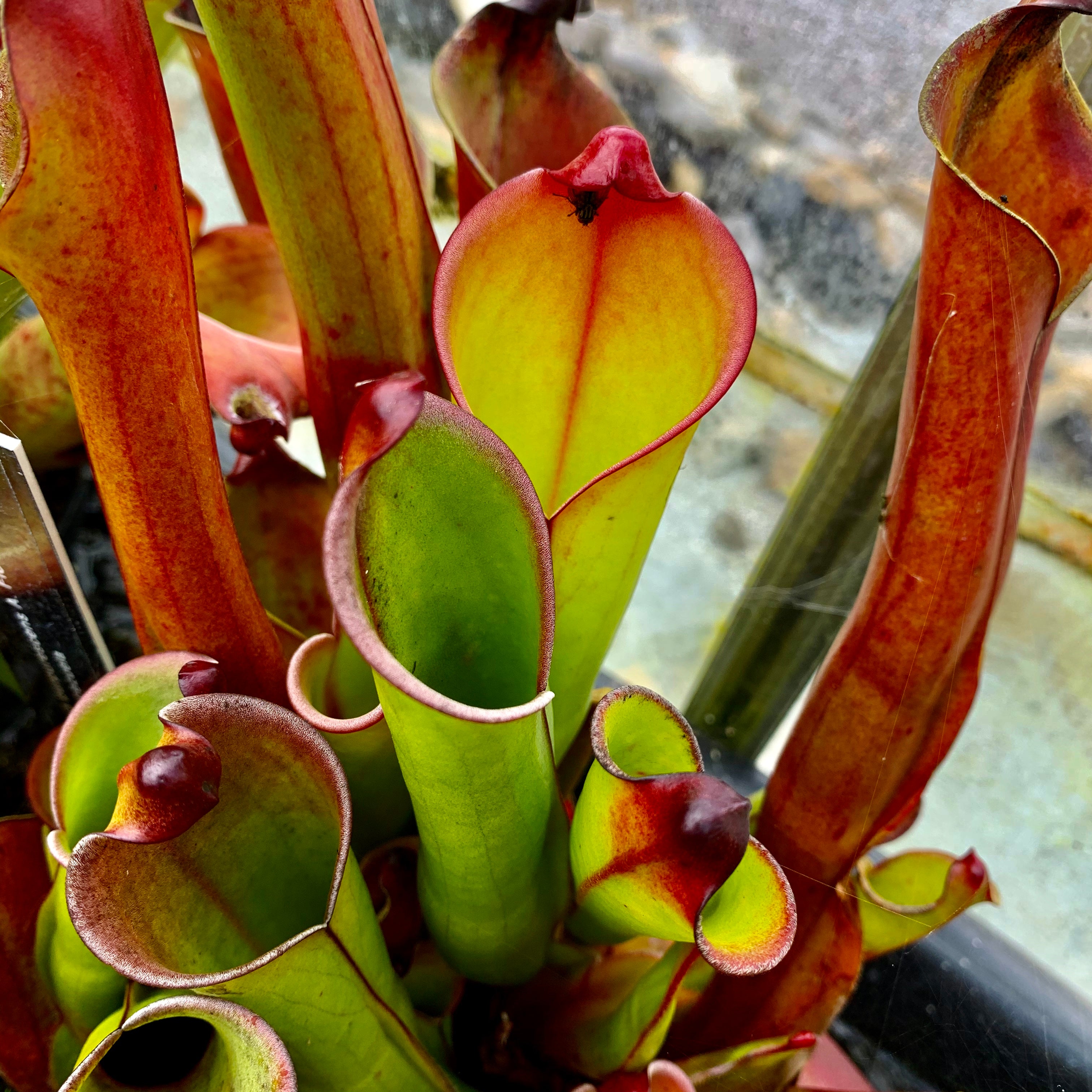 Heliamphora purpurescens - Ptari Tepui, Venezuela PUR-1