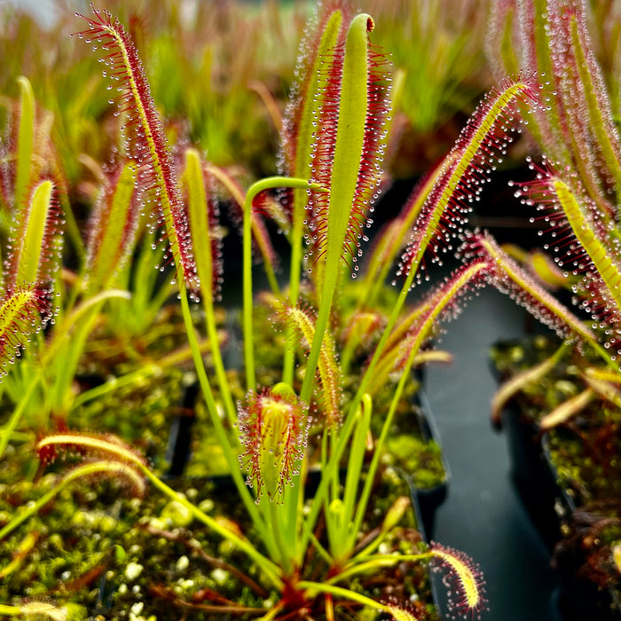 Drosera capensis - Theewaterskloof Dam, Nr. Villiersdorp, W. Cape, South Africa