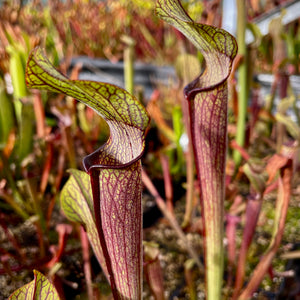 Sarracenia rubra subsp. rubra - Heavily Veined, Edmund, Lexington Co., South Carolina