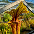 Sarracenia flava var. ornata – Sandy Creek Road, Bay Co., Florida
