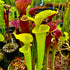 Sarracenia flava cv. 'Goldie'