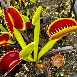 Dionaea muscipula - Dentate