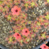 Drosera pulchella