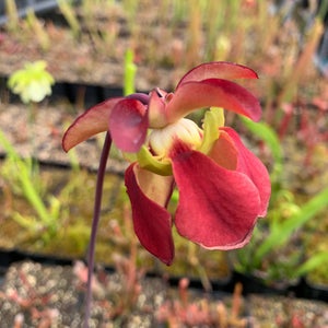 Sarracenia rubra subsp. gulfensis – Red, Pond Site, Eglin Reserve, Okaloosa Co., Florida