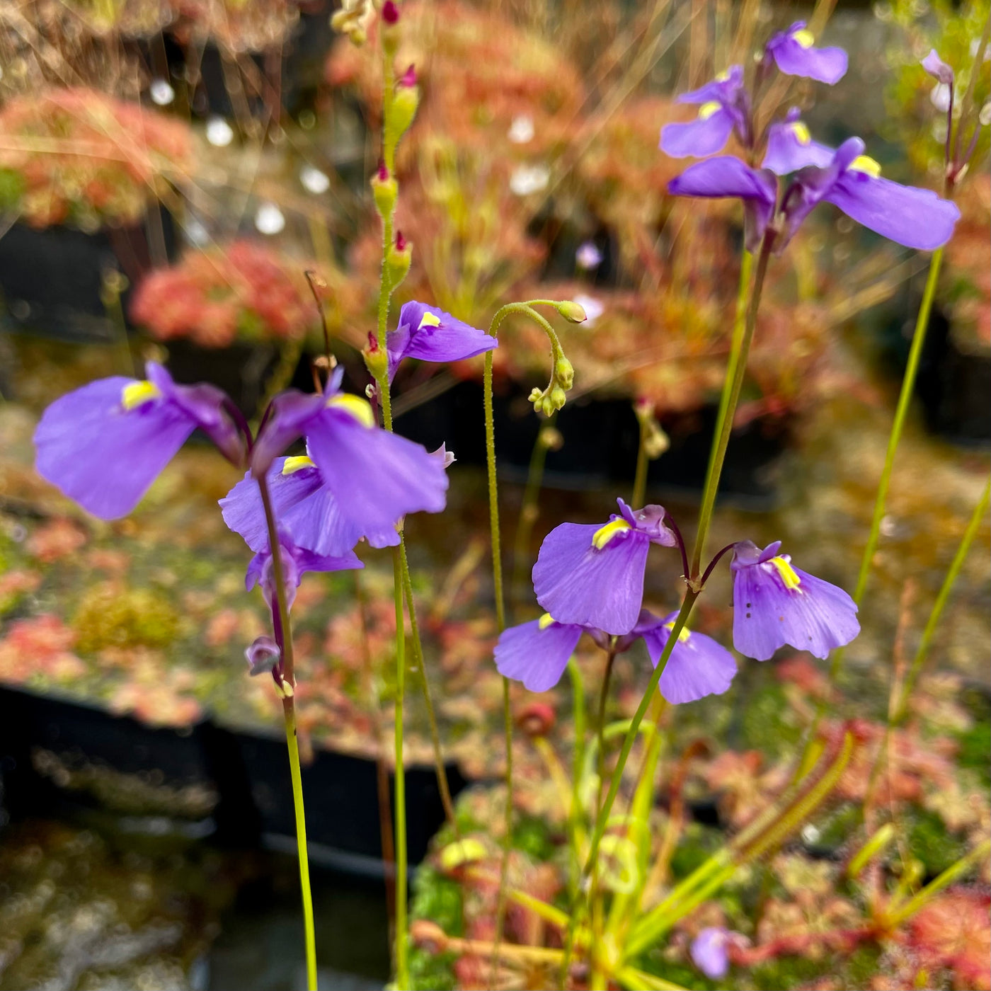 Utricularia dichotoma Tasmania HewittCooper Carnivorous Plants