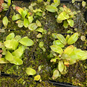 Utricularia longifolia - Serra do Almas, Brazil