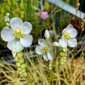 Drosera tracyi cv. 'Schnell's White' - North America