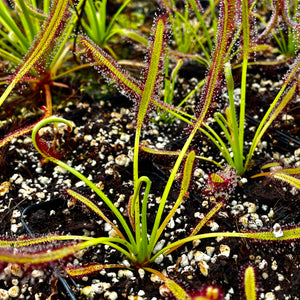 Drosera capensis - South Africa