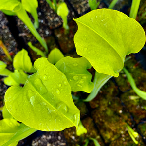 Sarracenia alata f. viridescens - Washington Co., AL