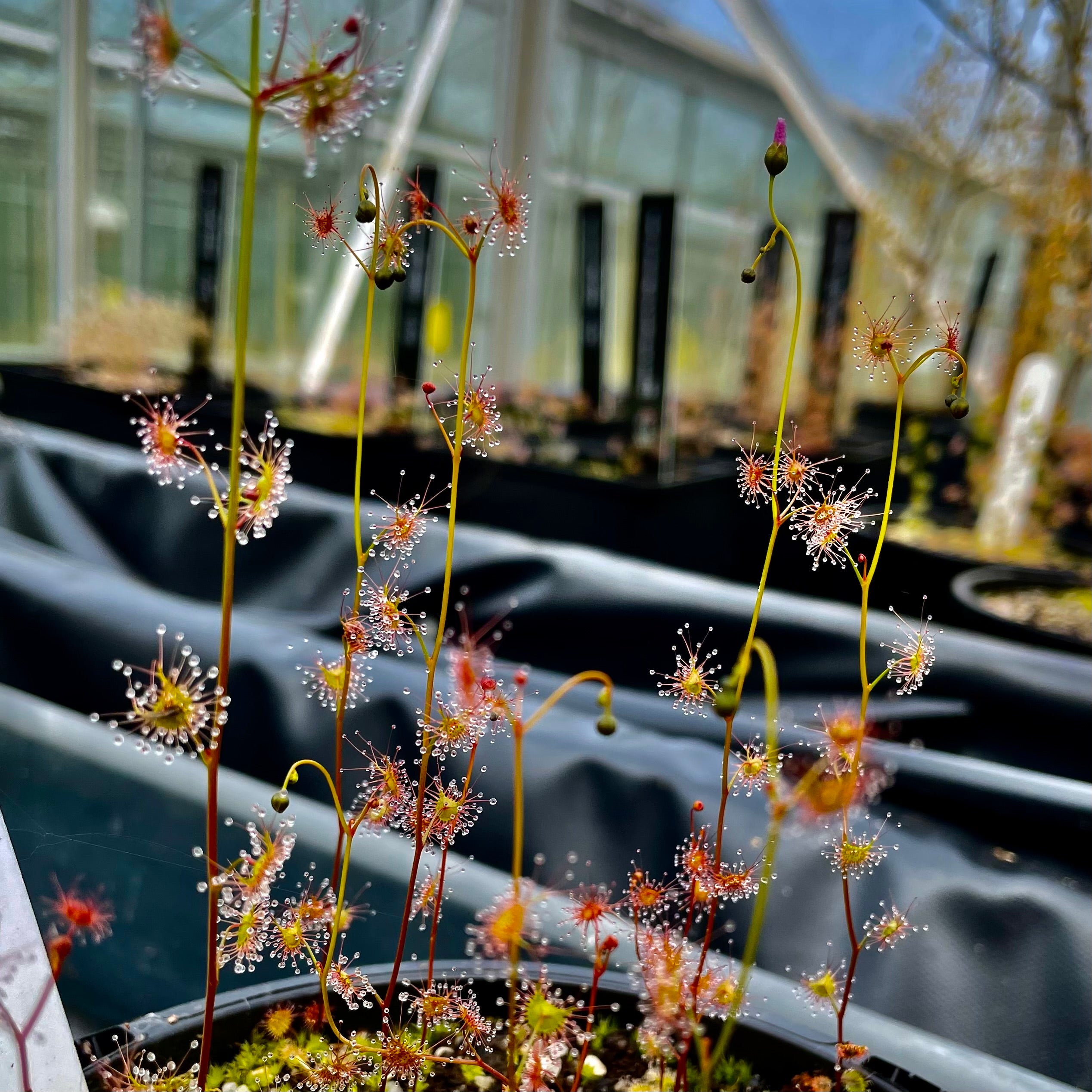 Drosera peltata - Orange Plant, Conara Junction, Tasmania