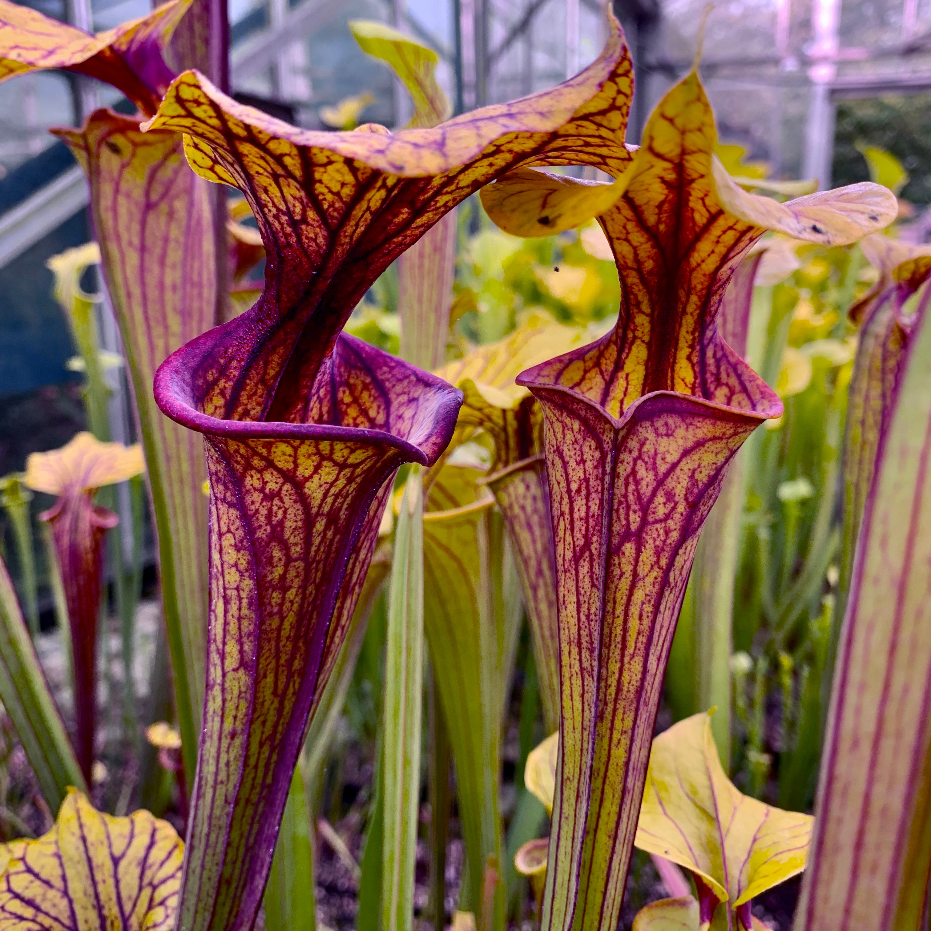 Sarracenia flava var. ornata – Sandy Creek Road, Bay Co., Florida