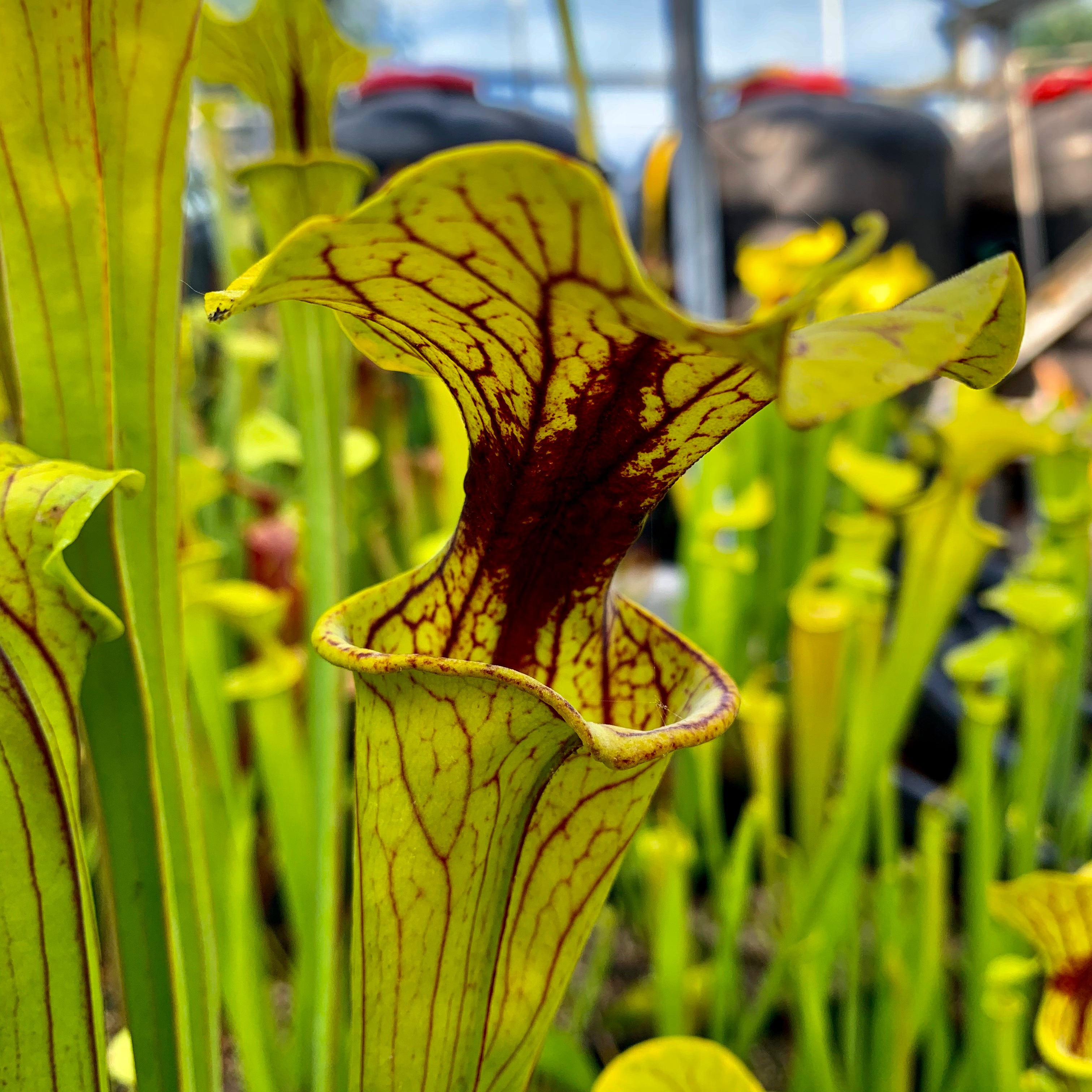 Sarracenia flava var. ornata – Sandy Creek Road, Bay Co., Florida