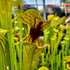Sarracenia flava var. ornata – Sandy Creek Road, Bay Co., Florida