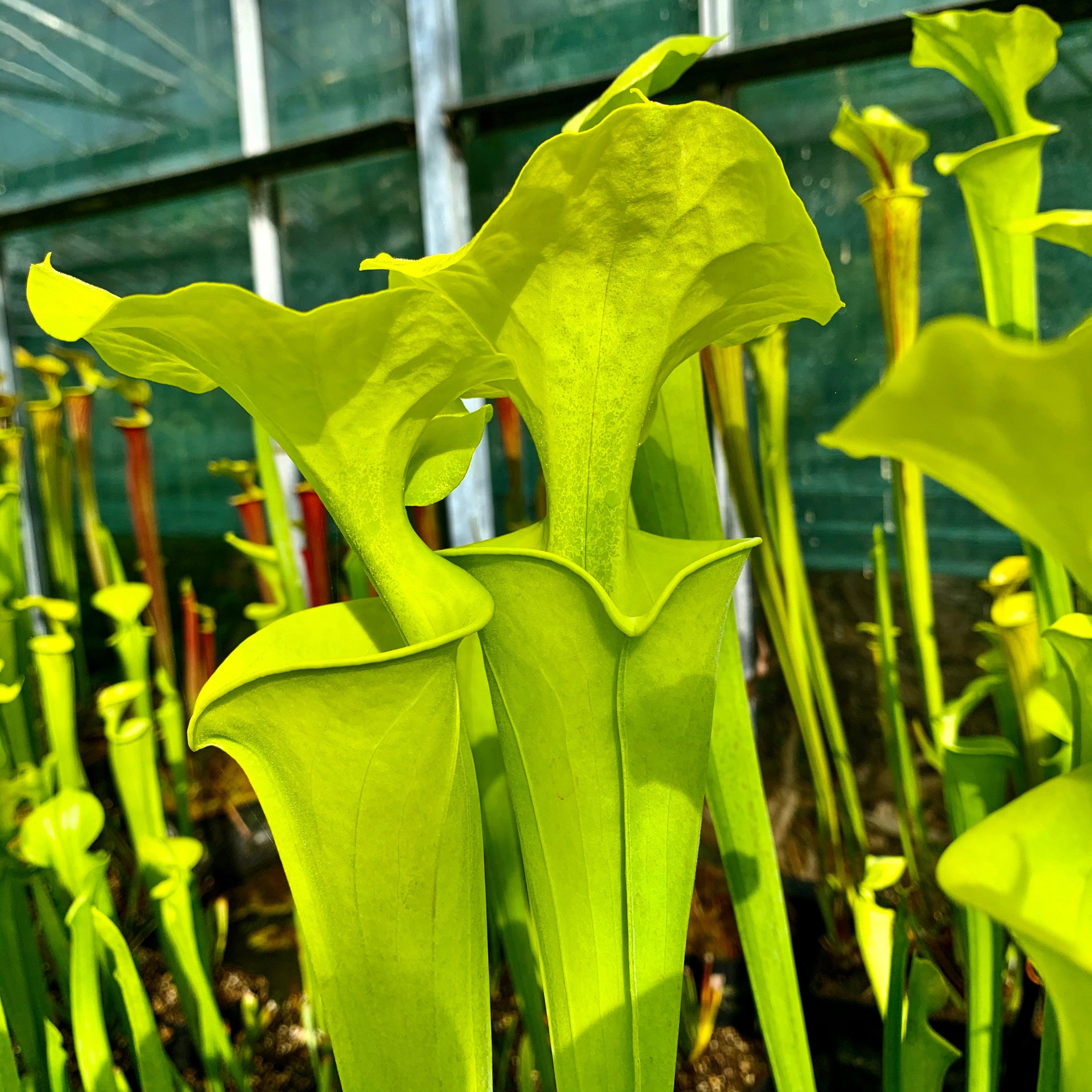 Sarracenia flava var. maxima - Boardwalk Site, Green Swamp, North Carolina