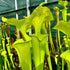 Sarracenia flava var. maxima - Boardwalk Site, Green Swamp, North Carolina
