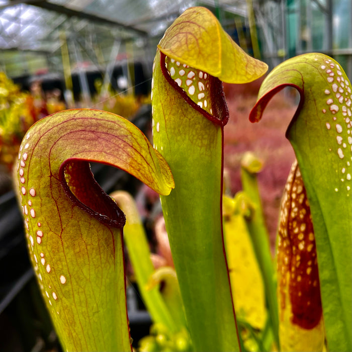 食虫植物　サラセニア　ミノール　オキフェノキジャイアントSWC　中サイズ Sarracenia minor Okeefenokee Giant l 滋賀で楽しむ食虫植物 2