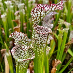 Sarracenia leucophylla var. leucophylla - The White Trumpet