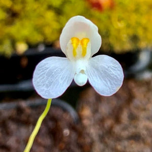 Utricularia nephrophylla - White Flower