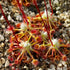 Drosera eneabba