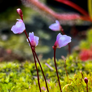 Utricularia delicatula - Whangamarino Swamp, NZ