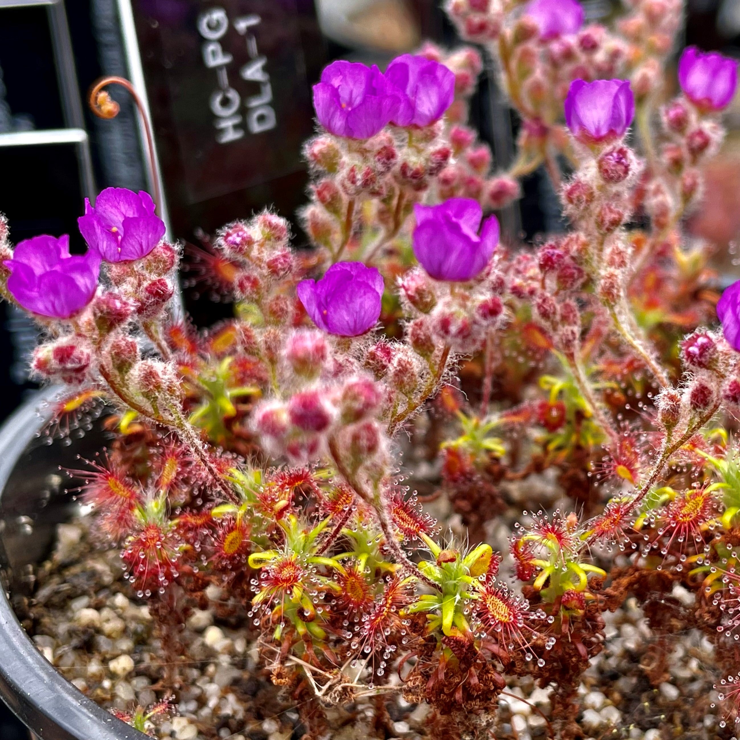 Drosera lasiantha