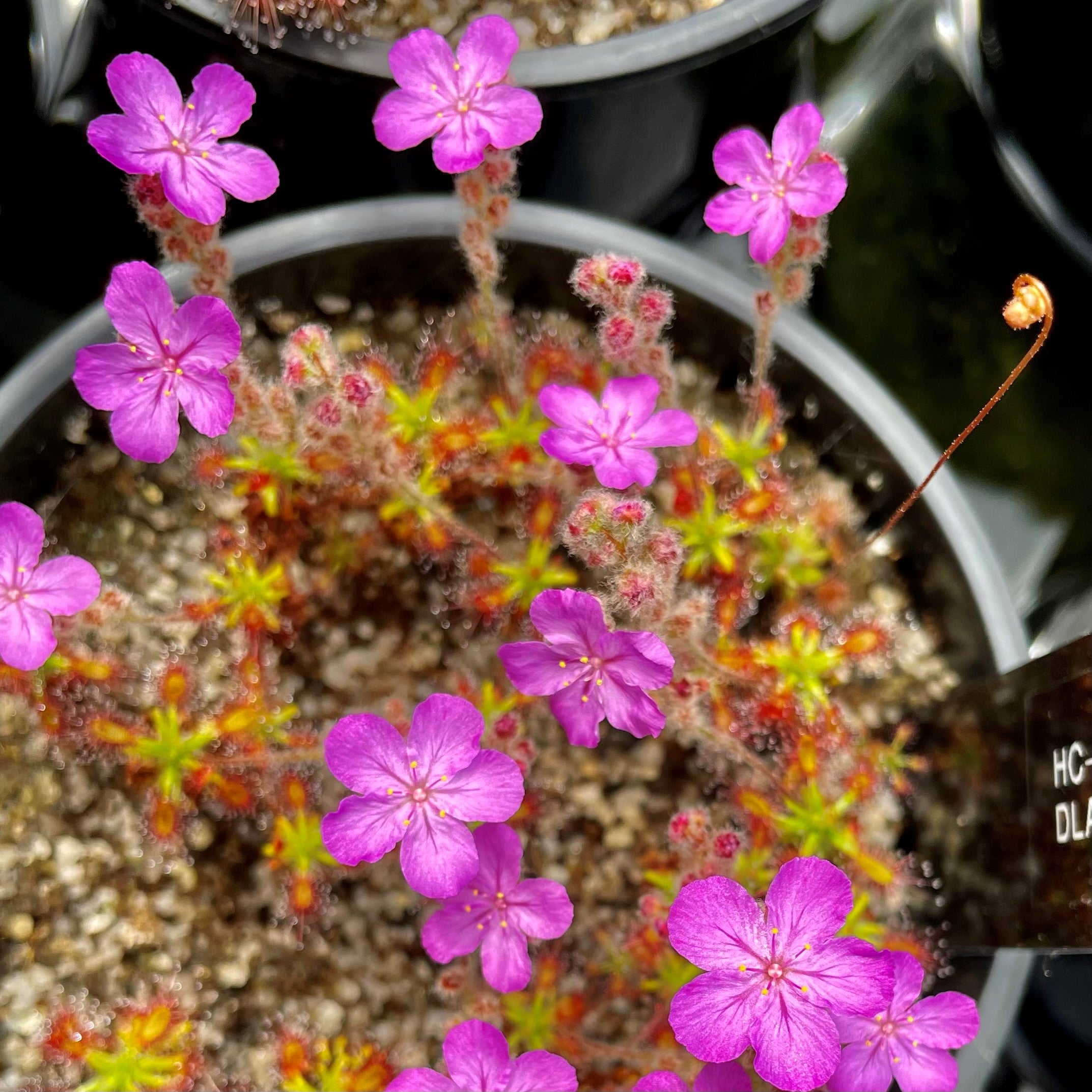 Drosera lasiantha
