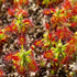 Drosera lasiantha