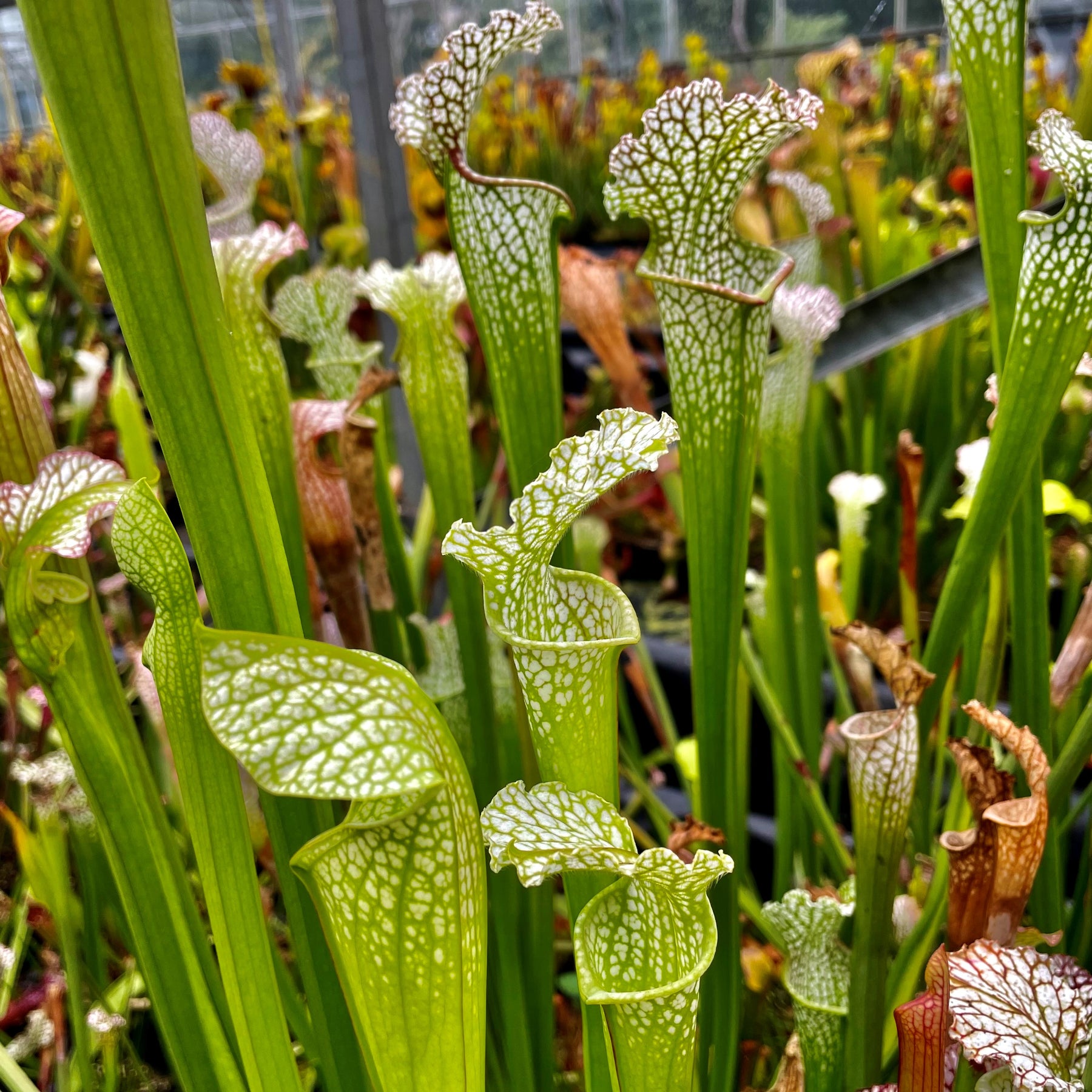 Sarracenia leucophylla var. leucophylla - Citronelle, Mobile Co., AL ...
