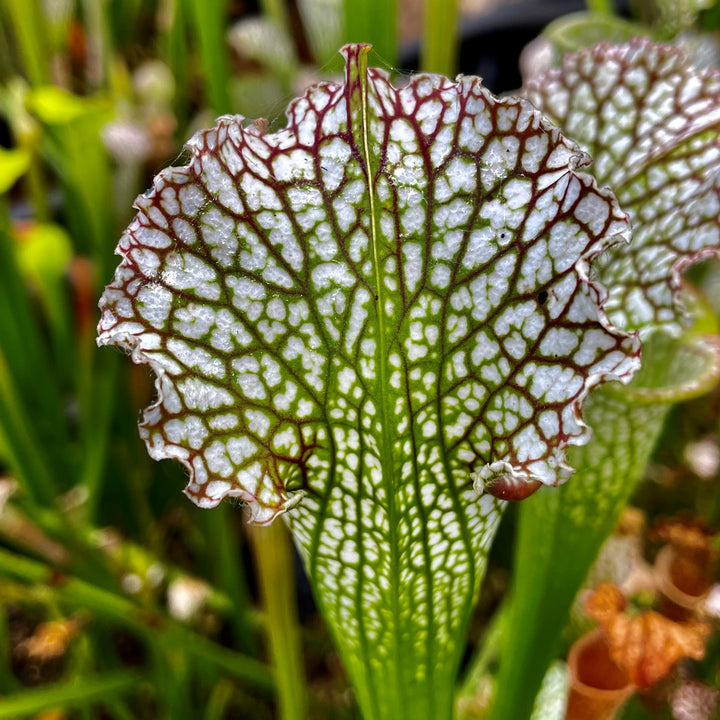 Sarracenia leucophylla var. leucophylla - Citronelle, Mobile Co., AL ...
