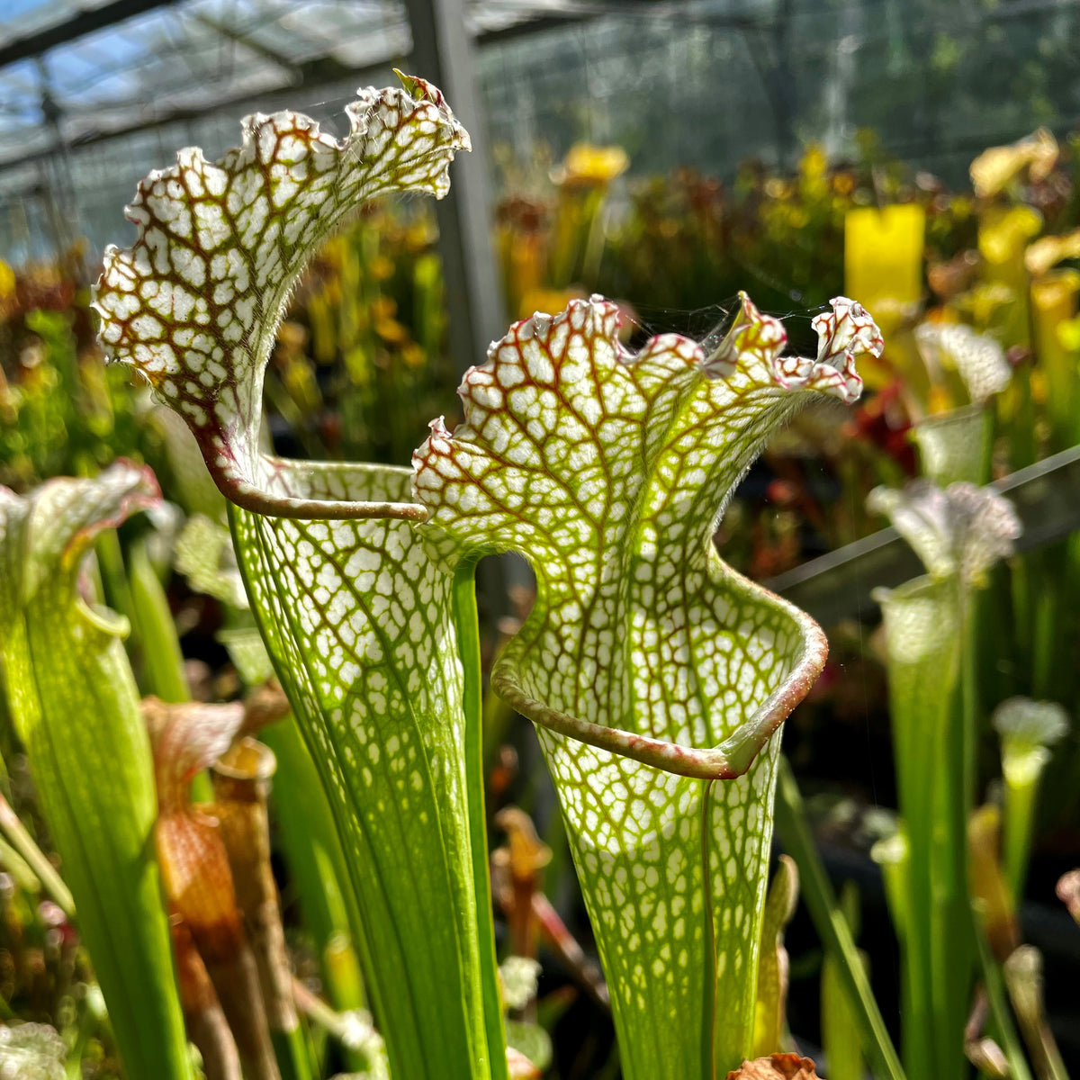 Sarracenia leucophylla var. leucophylla - Citronelle, Mobile Co., AL ...