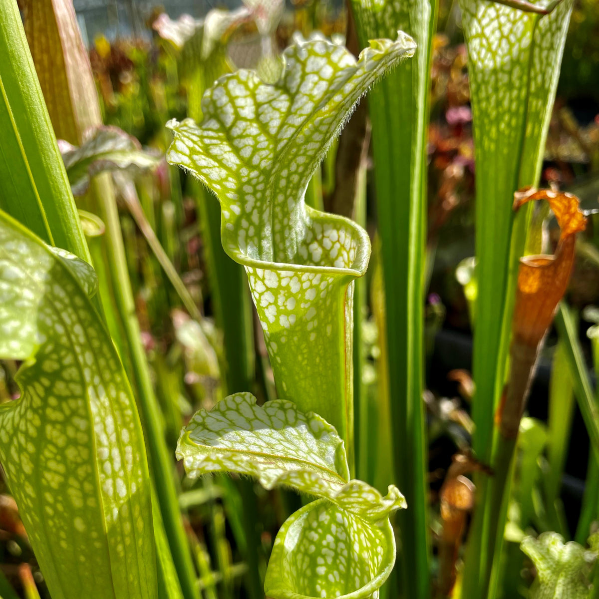 Sarracenia leucophylla var. leucophylla - Citronelle, Mobile Co., AL ...