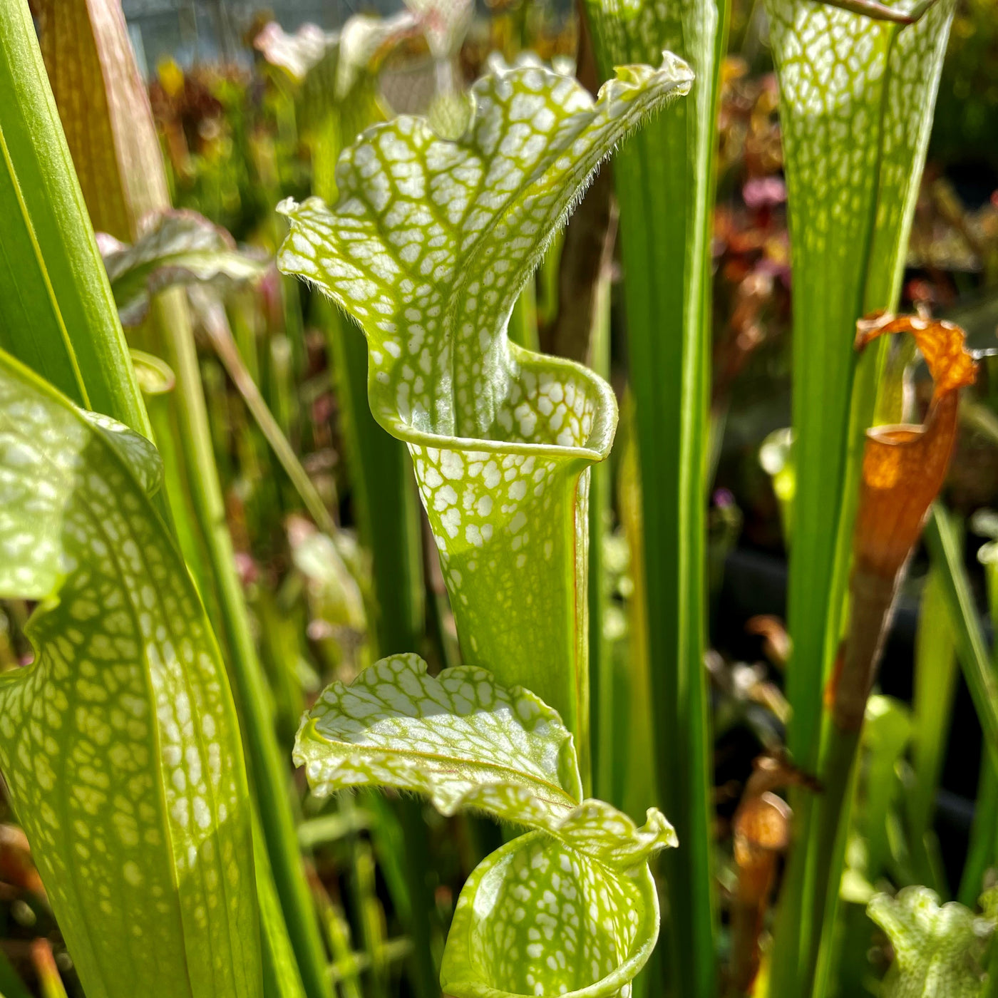 Sarracenia leucophylla var. leucophylla Citronelle, Mobile Co., AL