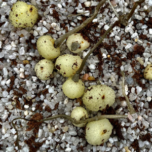 Drosera macrantha - Rock Outcrop Form DMA-1