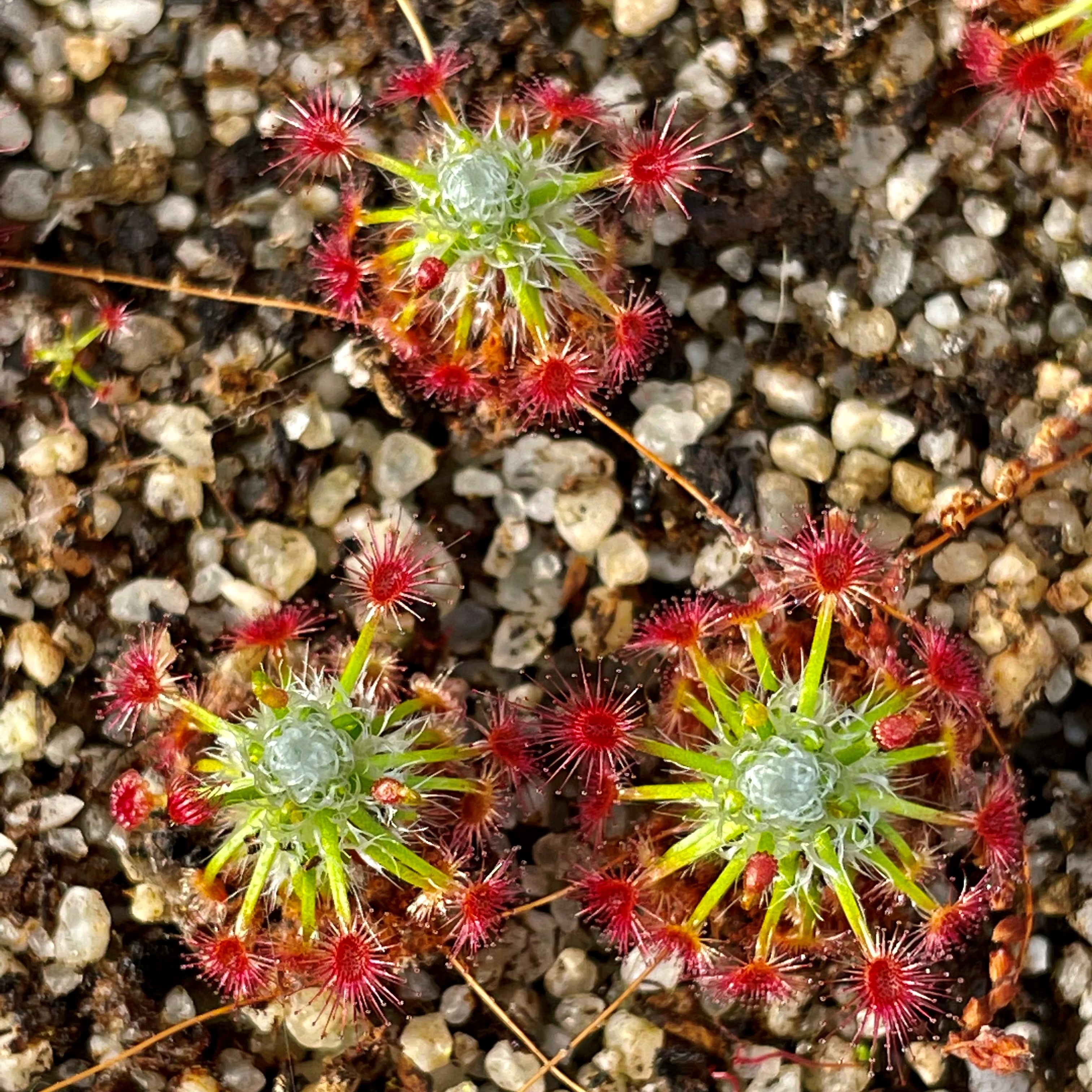 Drosera minutiflora