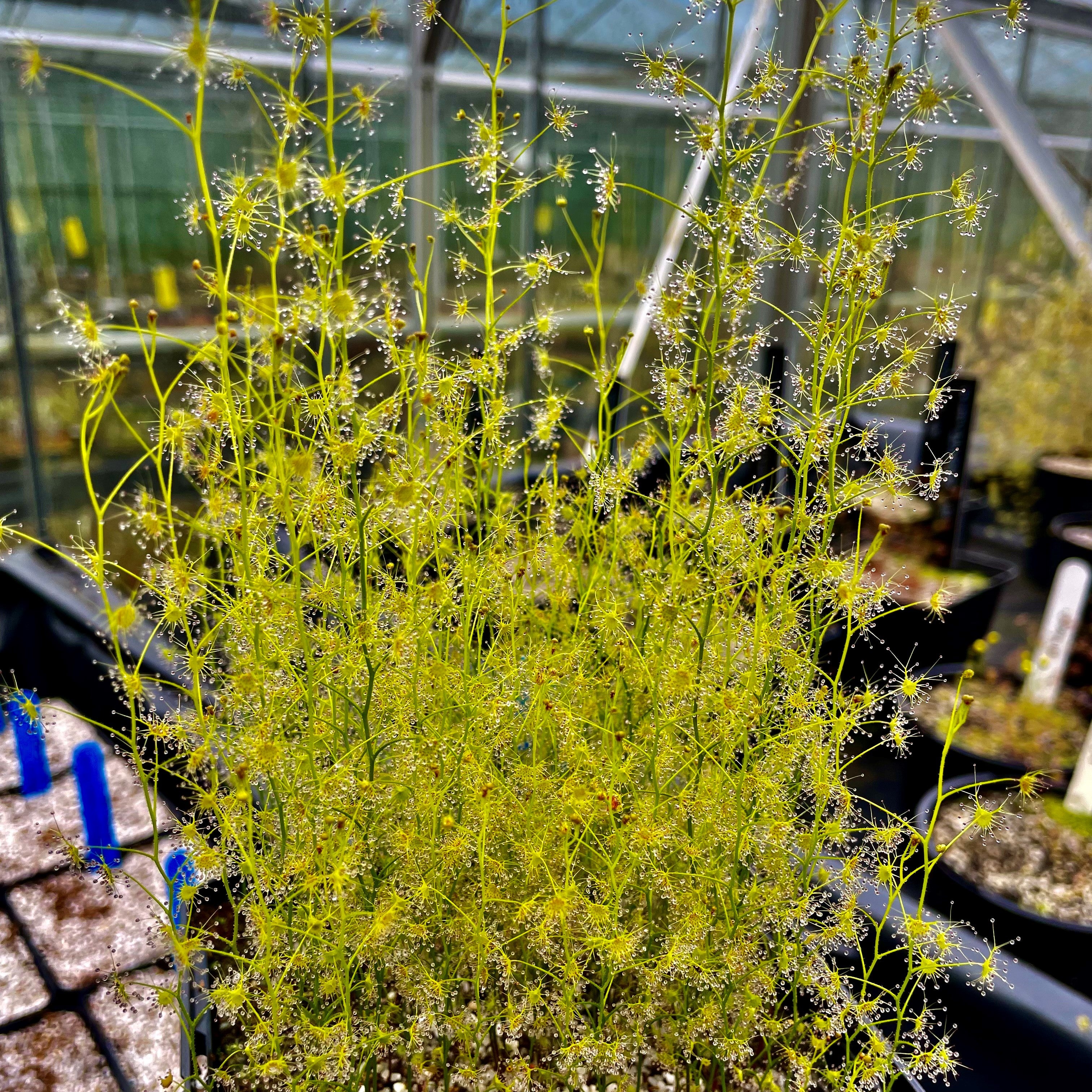 Drosera modesta - DMD-1