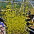 Drosera modesta - DMD-1