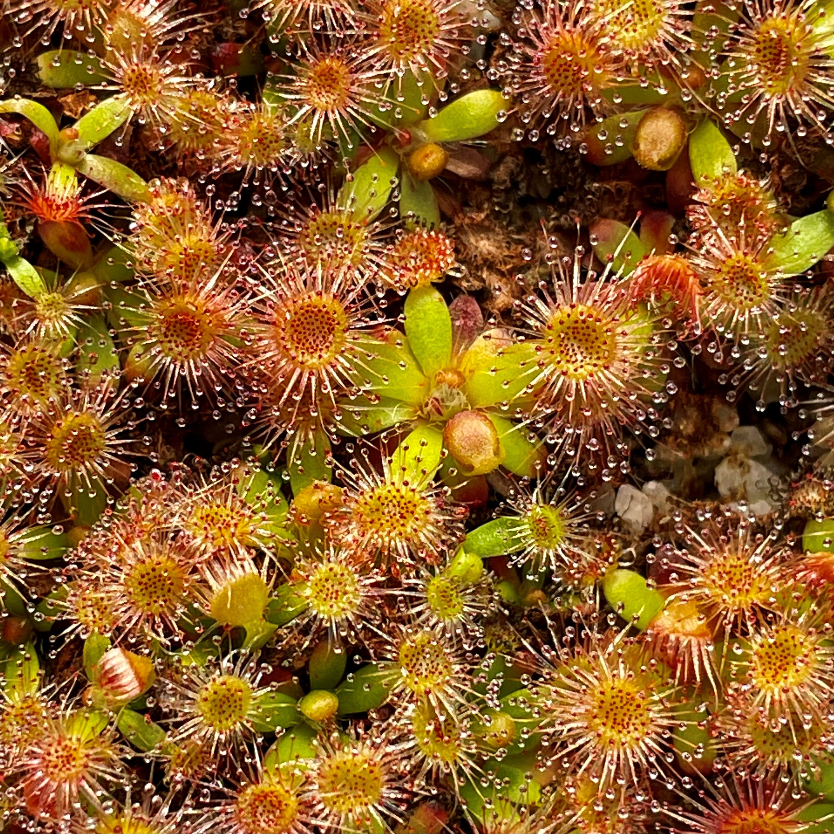 Drosera pulchella