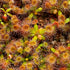 Drosera pulchella