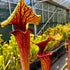 Sarracenia flava var. ornata – Sandy Creek Road, Bay Co., Florida